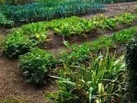 Jardin potager location