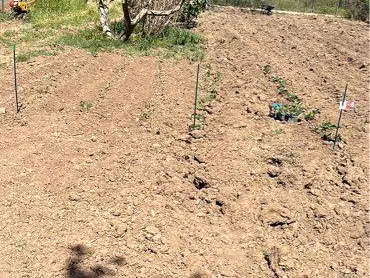 jardin potager avec eau du canal