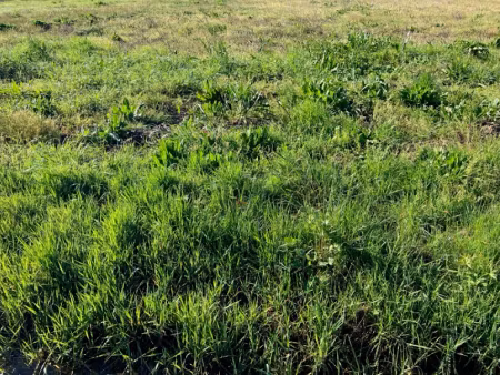 vente terrain 810 m² à saint-savinien (17350), 37 000 €