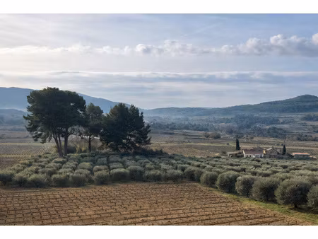 oliveraie de caractère - 1 hectare - zone aop bandol - le ca