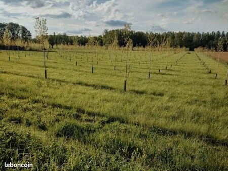 peupleraie 3ha la filhole marmande