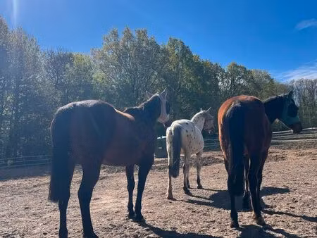 recherche pré chevaux
