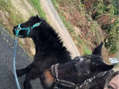 recherche location t3 mini + espace pour 2 chevaux retraités