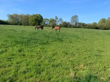 herbage chevaux