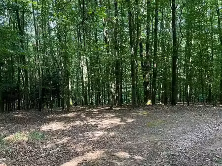 forêt