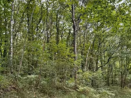 parcelles bois de chênes
