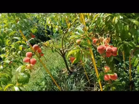 maison bioclimatique neuve comprenant gite, verger, vue panoramique sans travaux