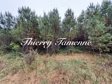 forêt
