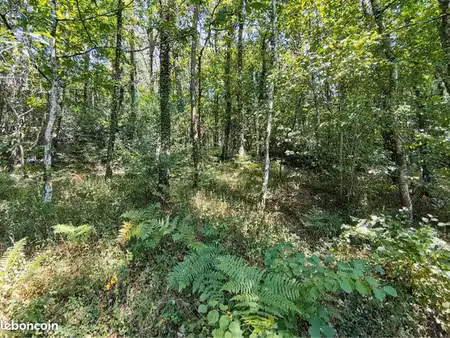 terrain boisé