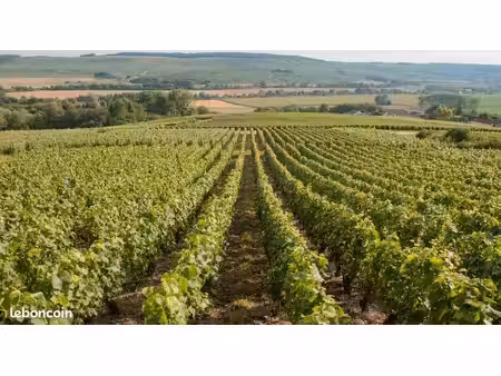 parcelle de vignes champagne