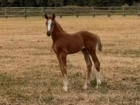 pension pour chevaux