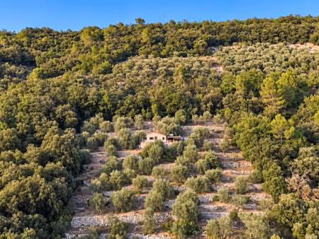 magnifique oliveraie et forêt avec cabanon en vallée de la siagne 16190 m2