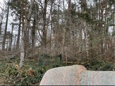 forêt