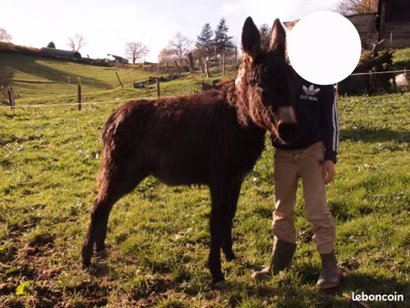 recherche fermette avec terrain