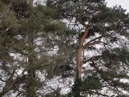 terrain-bois