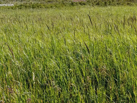 rechercher herbage