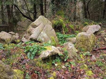 terrain boisé