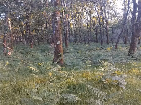 terrain forêt
