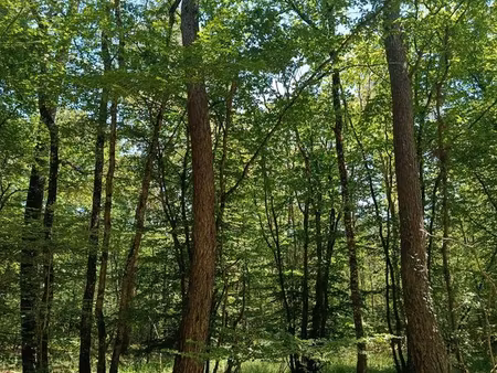 bois   terrain boisée