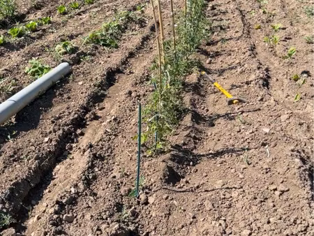 terrain de jardin