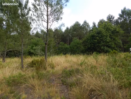 terrain arboré 1800 m² constructible. les arbres sont déjà là pour accueillir votre futur 