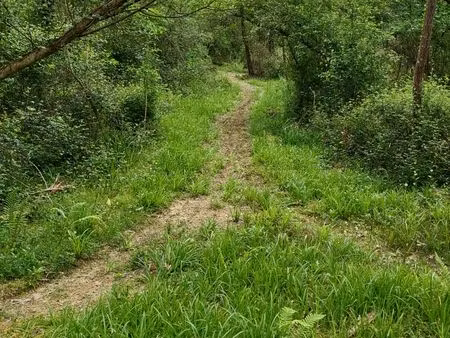 terrain boisé
