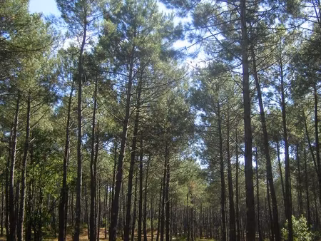 terrain forestier