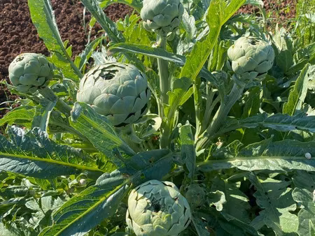 terre agricole