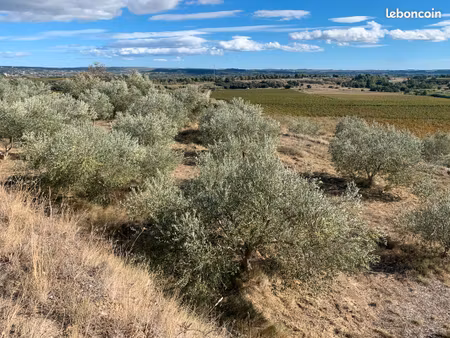 terrain agricole oliveraie