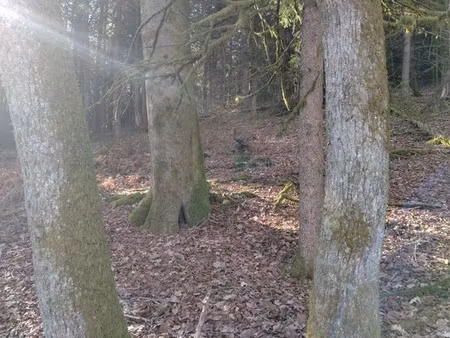 parcelle boisée