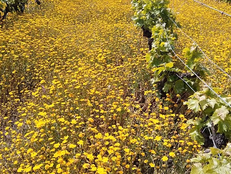 terrain de loisirs et vigne
