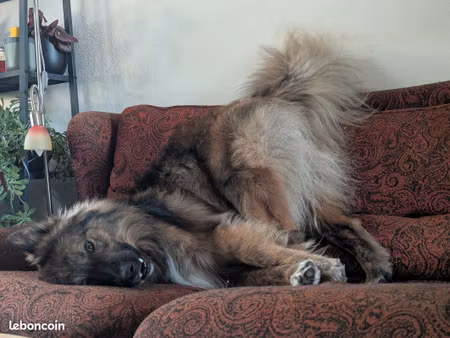 cherche location au calme acceptant mon chien