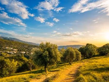 vente terrain 1944 m² à falicon (06950)  420 000 €