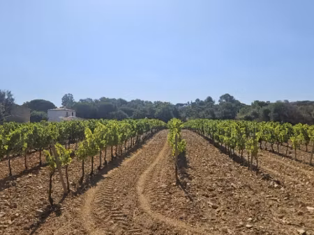 vente terrain 698 m² à cogolin (83310)  299 250 €