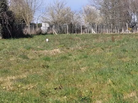 vente terrain 548 m² à saint-césaire (17770)  43 840 €