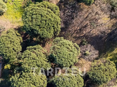 terrain ramatuelle (83)