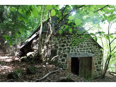 grange en pierres avec sapinière