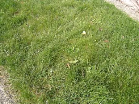 vente terrain à la chèze (22210) : à vendre / 1170m² la chèze