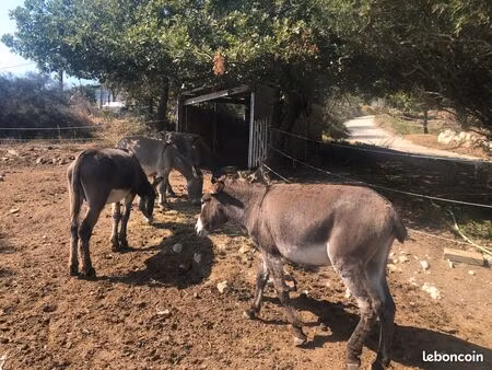 terrain de loisir 15 mn de monaco pour mettre un cheval