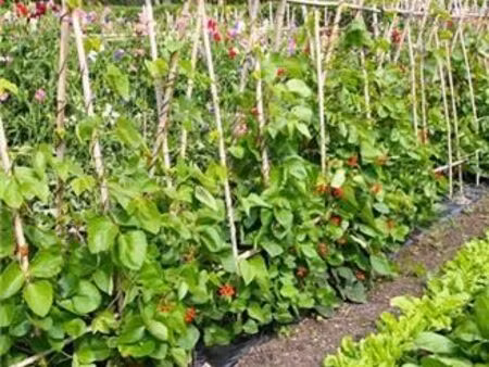 jardin potager a loué
