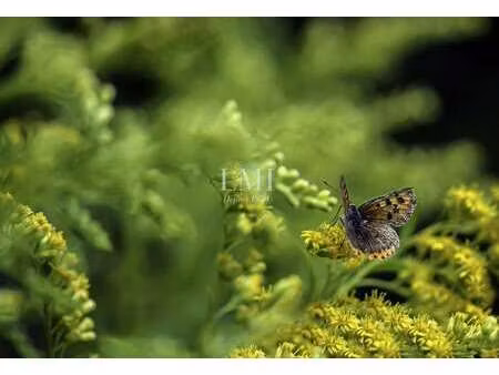 vente terrain à mellac (29300) : à vendre / 530m² mellac