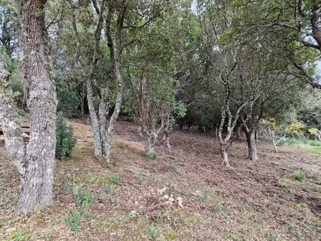 vente terrain 1188 m² à foce (20100)  98 000 €