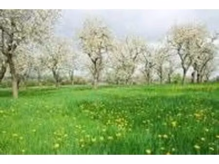 terrain 1 500 m² zimmerbach