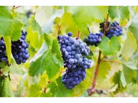 maison de luxe de 250 m2 en vente les artigues-de-lussac  nouvelle-aquitaine