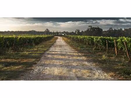 vignoble margaux (33)