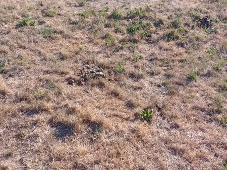 vente terrain 1003 m² chavigny-bailleul (27220)