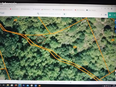 terrain forestier avec une ruine