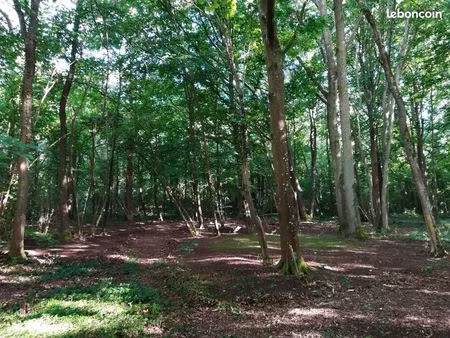 location terrain de loisir boisé