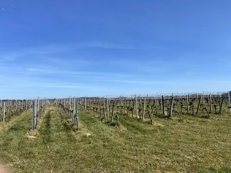 terrain - les artigues-de-lussac  france