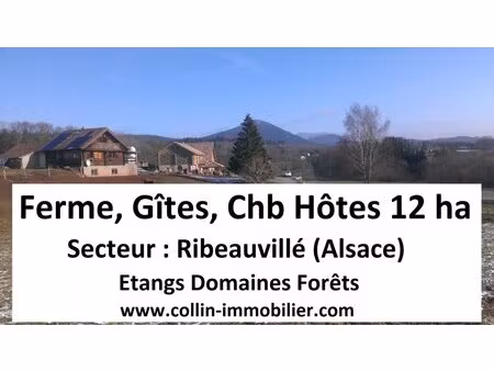 en vente terrain constructible 1 200 ares – 870 000 € |ribeauvillé